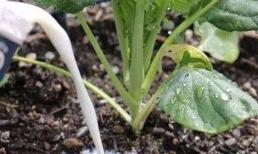 Sữa ở nhà hết hạn cho vào chậu hoa là sai, chả trách có côn trùng bay đến, làm như này... mới đúng cách