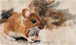 Tử vi tuần mới (1/5 - 7/5): top 3 con giáp cuộc sống nở hoa, tài vận cực kỳ rực rỡ, có quý nhân phù trợ