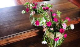 6 loài hoa chịu hạn tốt nhất đều có 'khối u to' trên thân, tưới 1 lần cả tháng không cần chăm sóc