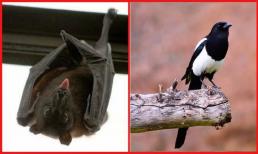 Cổ nhân nói: 'Nhà có 6 con vật này đến, gia chủ tài lộc dồi dào, con cháu đời đời phú quý', 6 con vật đó là gì?