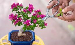 Đầu tháng 5, có 3 loại cây nên vặt lá, cắt tỉa, càng 'tàn nhẫn' hoa càng nở rộ