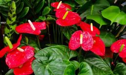 4 loại hoa có độc, không nên trồng bừa bãi nếu nhà có trẻ nhỏ
