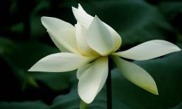 Năm đầu tiên sau khi người thân trong gia đình qua đời, làm 4 điều sau là điềm xui xẻo