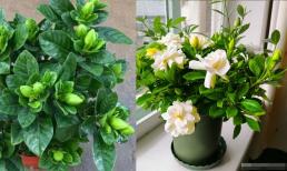 Cách bón phân cho cây dành dành để ra nhiều nụ hoa?