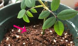 Loại đất nào tốt hơn để giâm cành hoa hồng?