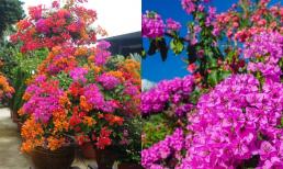 Làm sao để hoa giấy nở lại nhanh nhiều lần trong năm?