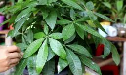 Làm thế nào để cây kim ngân tươi tốt, lá chuyển sang màu xanh mướt?