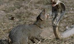 Nó đặc biệt chống lại rắn độc, rắn hổ mang khi nhìn thấy nó sẽ co lại và chúng sẽ cắn chết ngay cả khi không ăn nó