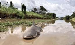 Cá nước ngọt không sống được trong nước biển, vậy sau khi sông chảy ra biển, một lượng lớn cá đã đi đâu?