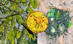 Loài sâu bò lúc nhúc trên cây nhìn thấy ghê nhưng là đặc sản núi rừng, ăn một lần nhớ mãi