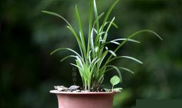 Khi nào là thời điểm tốt nhất để tách nhánh lan? Người trồng lâu năm: Có thể thực hiện quanh năm, thời điểm tốt nhất chỉ là hai mùa 