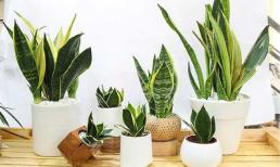 Trồng cây lưỡi hổ vào mùa hè cần thực hiện tốt 4 điểm chính thì chồi mới sẽ dài ra nhiều, lá sẽ sáng hơn 