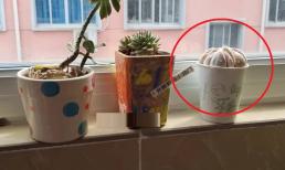 Bỏ một củ tỏi vào cốc giấy dùng một lần và đặt ngoài ban công! Hàng xóm nhìn thấy và làm theo, thật thiết thực