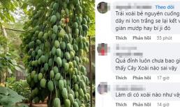 Hình ảnh cây sai trĩu quả khiến dân mạng tranh cãi nảy lửa, là xoài hay đu đủ?