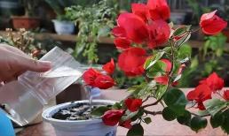 Đối với việc chăm sóc hoa giấy, hãy làm tốt 4 điểm này, cành sẽ dày dặn, nhiều màu sắc và ra hoa liên tục các mùa!