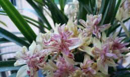 Loại lan thích hợp nhất cho người mới tập trồng, đẹp và dễ trồng, nở hoa nhiều lần trong năm, hương hoa tràn ngập khắp nhà