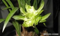 Phong lan khô lá “như cỏ dại”? Uống 1 'viên thuốc đỏ' trong 15 ngày, lá lan sẽ xanh mướt sau 1 tháng