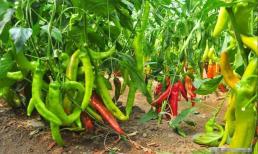 Loại phân bón nào tốt hơn cho việc trồng ớt? Dùng những loại phân bón này để ớt tạo thành chùm, sai trĩu quả