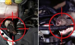 Ô tô của bạn thường xuyên bị chuột làm tổ, cách để loài gặm nhấm này tránh xa 'xế cưng' hàng trăm mét