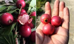 Loại trái cây nhìn giống quả trứng cá, có tác dụng thanh nhiệt cơ thể, gắn liền với tuổi thơ của nhiều người