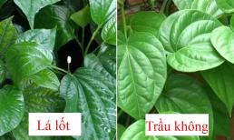 Lá lốt và lá trầu không khá giống nhau, không phải ai cũng phân biệt được chúng. Bạn thì sao?