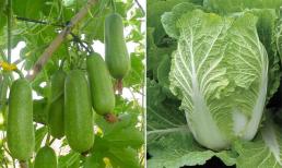 Trong những tháng 6,7,8 nên trồng loại rau củ gì để cho năng suất cao lại không sợ độc hại?