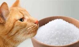 Khi nào con người phát hiện ra sự tồn tại của muối? Tại sao bạn cảm thấy yếu nếu bạn không ăn muối? Đọc xong bạn có thêm kiến thức