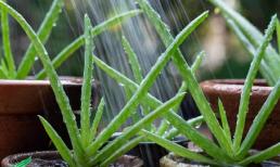 Nha đam (lô hội) trồng tại nhà rất tốt cho sức khỏe và làm đẹp. Học cách tưới nước chuẩn, cây nhanh ra chồi mới, lấp đầy chậu 