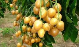 Loại quả này người ta thường ăn cả thịt chứ không ăn vỏ mà không biết rằng vỏ có tác dụng tuyệt vời, ăn chung càng bổ dưỡng