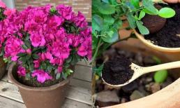 Ghi nhớ 3 'công thức bón phân' để hoa phát triển, ra hoa không ngừng, dáng đẹp, thời gian ra hoa kéo dài