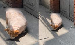 Chú chó với tấm lưng 'ú na ú nần' khiến dân mạng thích thú vì nhìn qua tưởng... lợn 