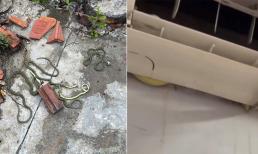 Điều hòa bật mãi không mát còn gây nên tiếng động lạ, hóa ra 'cả họ' nhà rắn nằm bên trong