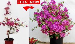 Hoa giấy không nở? 3 chiêu “thúc hoa”, hoa nở liên tục, hoa to, sặc sỡ, thời gian ra hoa kéo dài