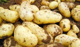 Tôi mới phát hiện ra rằng bảo quản khoai tây thật dễ dàng! Không cần cho vào tủ lạnh, nửa năm sẽ không chuyển sang màu xanh hay nảy mầm, đơn giản và thiết thực