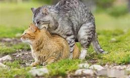 Tại sao mèo cái sau khi giao phối lại lăn ra sàn, thậm chí còn quay đầu tấn công mèo đực?