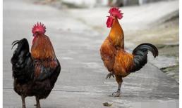 “Trong nhà có năm vật kêu, tai họa ập đến”, khi nghe những tiếng kêu này nhất định phải cảnh giác, đây là kinh nghiệm của người xưa