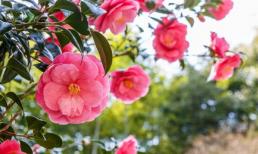 Trồng hoa trà cần chú ý “hai tăng, hai kém, hai siêng” thì mới phát triển tốt