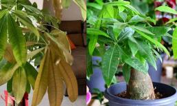 Cây kim ngân bị vàng lá, chú ý 3 điểm nếu không sẽ héo sớm