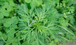 “Ngân hàng máu tự nhiên” không phải chà là đỏ mà là thứ này! Ăn 2 ngày 1 lần để thanh nhiệt và chống lão hóa!