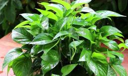 Cây trầu bà xanh bắt đầu ra chồi mới, tưới 3 loại nước thường xuyên, cây phát triển xum xuê