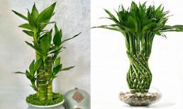 Trúc phát tài nên trồng bao nhiêu cây trong nhà để hút lộc? Số chẵn hay lẻ là tốt nhất?