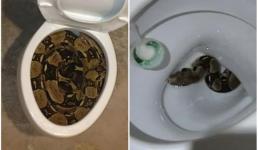 7 sinh vật ghê tởm luôn tìm cách đột nhập vào nhà bạn