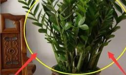 Trong nhà đừng thiếu những loại cây xanh này, nghĩa là sự nghiệp của gia đình đang phất lên đấy!