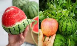 Lạ lùng loại dưa hấu nhỏ như quả táo, siêu ngọt nhưng cũng siêu đắt