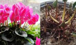 Hè quá nóng, 5 loại hoa sẽ 'giả chết', đừng vội vứt đi, chúng có thể nở trở lại