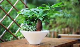 Cây tài lộc đặt ở đâu? Nhớ 'một điểm', để cây xanh bốn mùa, thêm phú quý thịnh vượng, tươi đẹp xanh tươi