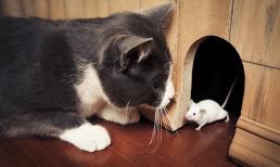 Tử vi 12 con giáp thứ 7 ngày 3/6/2023: Tuổi Tý có cơ hội kiếm tiền, Mão xui xẻo