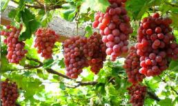 Có sân nhà trồng 4 loại 'cây sai trĩu quả' này vừa đẹp mắt và ngon miệng