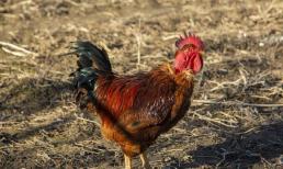 Tại sao hàng ngày gà trống gáy đúng giờ, nó có biết tính giờ không? Tăng kiến thức sau khi đọc