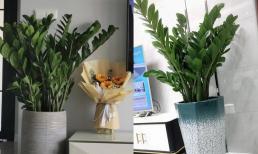 Trồng cây kim tiền vào mùa hè, hãy nhớ đến 'ba lười', lá dày và xanh tươi, chồi non bung nở, rất có sức sống